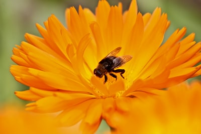 橙色非洲菊花上的蜜蜂